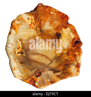 Macro picture of a Petrified Wood bead from Alaska for making jewelry - isolated on white Stock Photo