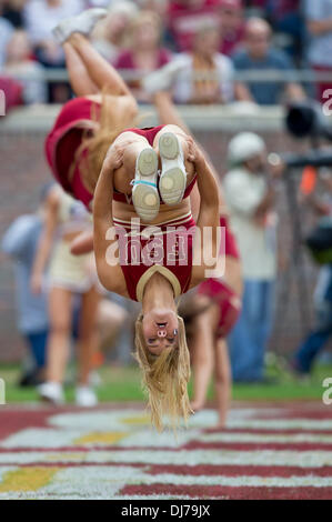 Tallahassee, Florida, USA. 23rd Nov, 2013. A Florida State Seminoles cheerlead celebrates by turning flips in the end zone during the NCAA football game between the Idaho Vandals and the Florida State Seminoles at Doak S. Campbell Stadium in Tallahassee, Florida. Credit:  csm/Alamy Live News Stock Photo