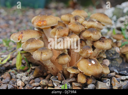 Toadstools in the Garden Stock Photo - Alamy