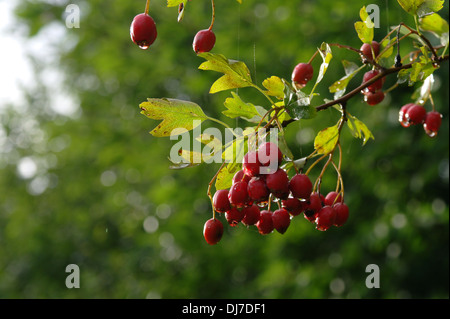 hawthorn on branch Stock Photo