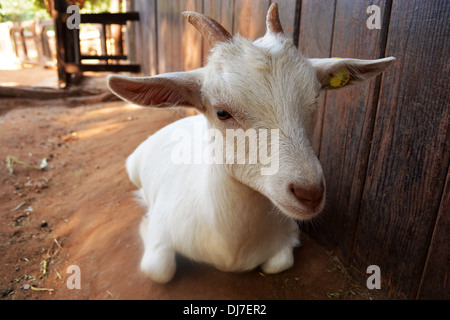 farm young goat Stock Photo