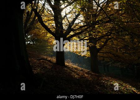 Golden leaves carpet autumn woodland as shafts of sunlight filter through dark trees Stock Photo