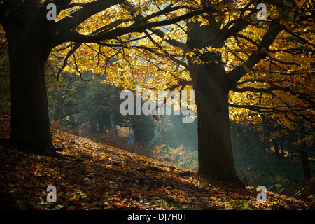 Golden leaves carpet autumn woodland as shafts of sunlight filter through mature trees Stock Photo
