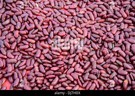 red beans in the garden in Thailand. Background Stock Photo