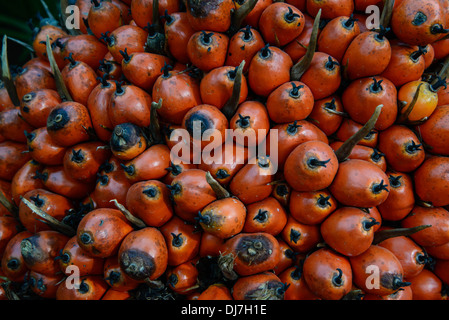 Ripe palm fruit ready to extract oil and other. Background. Stock Photo