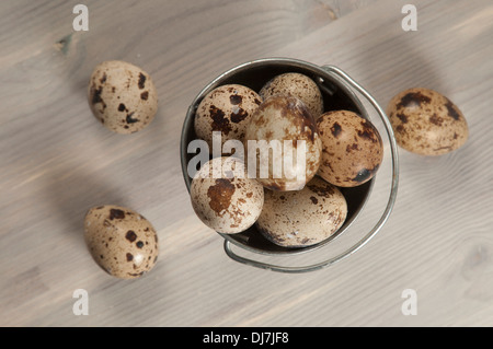 Quail eggs in a small tin bucket on a table Stock Photo