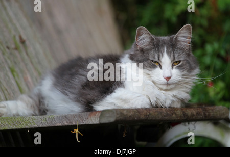Fluffy domestic grey and white house cat resting on an old garden chair and looking at the camera Stock Photo