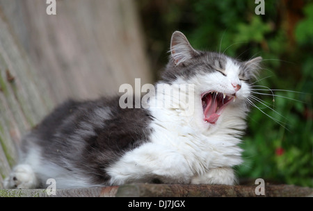 Fluffy domestic grey and white house cat resting on an old garden chair and yawning Stock Photo