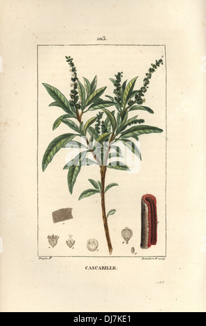 Cascarilla or grannybush, Croton eluteria. Stock Photo
