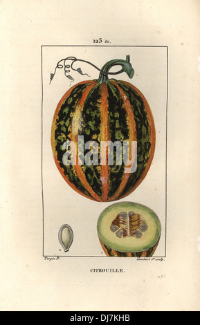 Pumpkin, Cucurbita maxima. Stock Photo