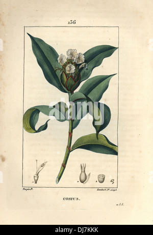 Costus arabicus, native to South America. Stock Photo