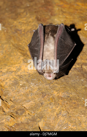 Vertical portrait of greater horseshoe bat, Rhinolophus ferrumequinum, hanging from the ceiling of a cave. Stock Photo