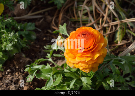 Beautiful Orange Ranunculus Flower Stock Photo