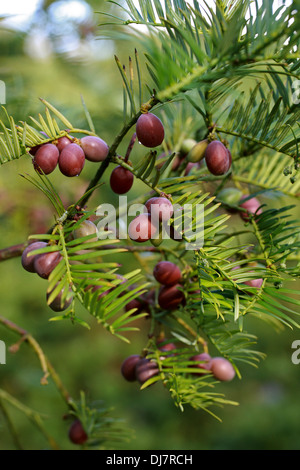 Chinese Plum Yew, Cephalotaxus fortunei, Cephalotaxaceae. China, Burma. Aka Plum Yew, Chinese Cowtail Pine. Stock Photo