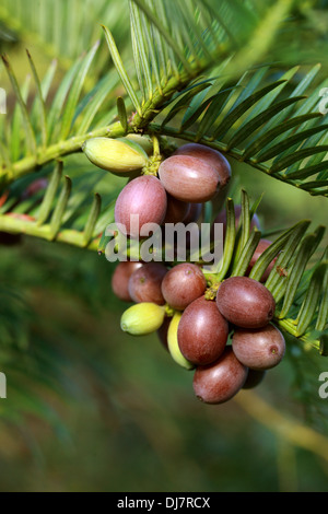 Chinese Plum Yew, Cephalotaxus fortunei, Cephalotaxaceae. China, Burma. Aka Plum Yew, Chinese Cowtail Pine.