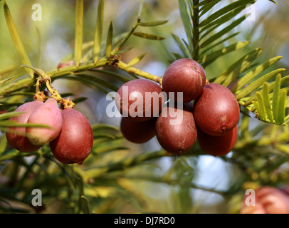 Chinese Plum Yew, Cephalotaxus fortunei, Cephalotaxaceae. China, Burma. Aka Plum Yew, Chinese Cowtail Pine.