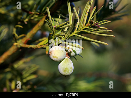 Japanese Plum Yew or Cowtail Pine, Cephalotaxus harringtonii, Cephalotaxaceae. Japan. Stock Photo
