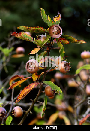 Common Medlar, Mespilus germanica, Rosaceae. Indigenous to southwest Asia and southeastern Europe. Stock Photo