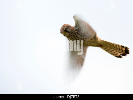 Wild Female Kestrel, Falco tinnunculus hovering searching for prey Stock Photo