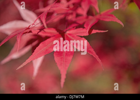 Japanese Maple, Acer Palmatum-Dissectum atropurpureum, Sheffield Park And Gardens, Uckfield, East Sussex, England, Uk Stock Photo