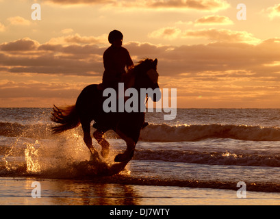 Horse galloping on the seashore, Bude, Cornwall, UK Stock Photo