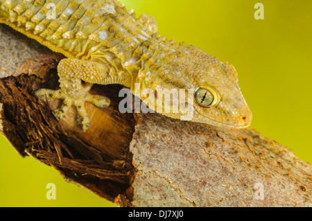 Gecko head details Stock Photo