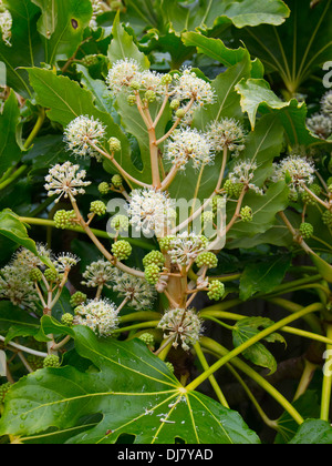 Fatsia japonica (Fatsi) or Japanese Aralia japonica flowering in England in late November 2013 flower detail Stock Photo