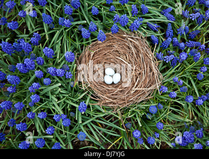 Spring miniature garden close up fallen bird’s nest with American Robin eggs and blue Grape Hyacinth flower fairy garden flowers New Jersey, USA Stock Photo