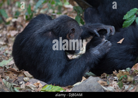 Eastern chimpanzee, Pan troglodytes schweinfurthii, during a grooming session Stock Photo