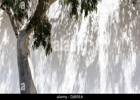 Shadows from eucalyptus tree and leaves on white wall, Teguise, Lanzarote, Canary Islands, Spain Stock Photo