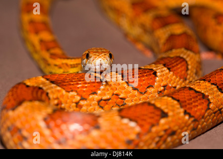 Corn Snake Pantherophis guttatus South Carolina USA Stock Photo ...