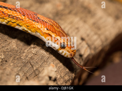 Corn Snake Pantherophis guttatus South Carolina USA Stock Photo ...