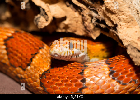 Corn Snake Pantherophis guttatus South Carolina USA Stock Photo ...