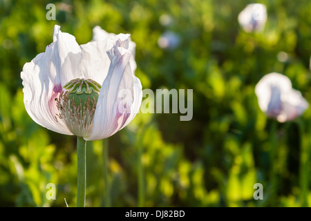 Close-up detail of a commercially cultivated Opium Poppy, Papaver somniferum. Berkshire, England, GB, UK. Stock Photo