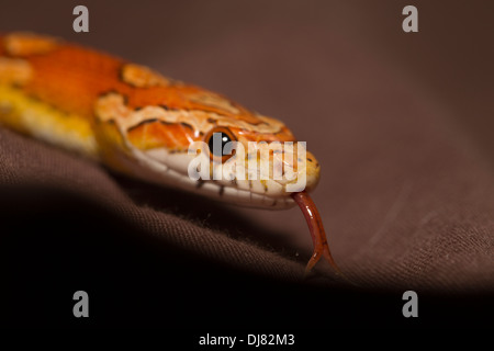 Corn Snake Pantherophis guttatus South Carolina USA Stock Photo ...