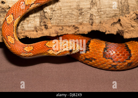 Corn Snake Pantherophis guttatus South Carolina USA Stock Photo ...