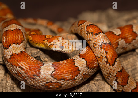 Corn Snake Pantherophis guttatus South Carolina USA Stock Photo ...