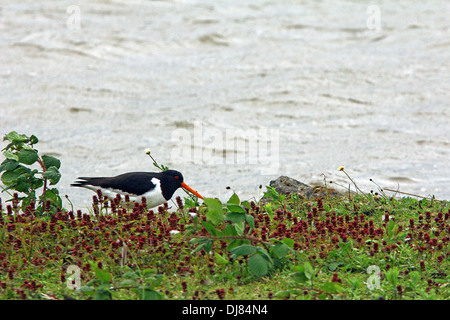 Oyster catcher Stock Photo