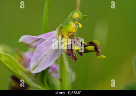 A profile view of a single flower of the bee orchid (Ophrys apifera) clearly showing the pollen laden anthers Stock Photo