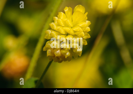 A flower of hop trefoil (Trifolium campestre) blooming at College Lake nature reserve, Buckinghamshire. june. Stock Photo