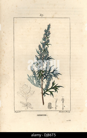 Mugwort or common wormwood, Artemisia vulgaris. Stock Photo