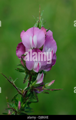 Flowers of spiny restharrow (Ononis spinosa) blooming in Hadleigh Country Park, Essex. July. Stock Photo