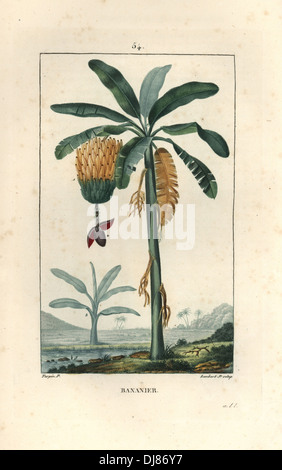 Banana tree with fruit, Musa paradisiaca. Stock Photo