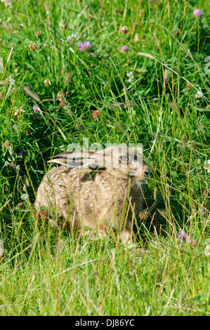 A brown hare (Lepus capensis) partially obscured by long grass and clover at Elmley National Nature Reserve, Isle of Sheppey Stock Photo
