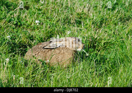 A brown hare (Lepus capensis) partially obscured by long grass and clover at Elmley National Nature Reserve, Isle of Sheppey Stock Photo