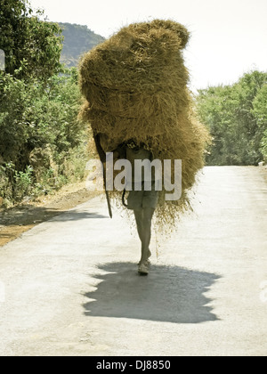 Man carrying hay for feeding domestic animals. Mahabaleshwar, Satara, Maharashtra, India. Stock Photo