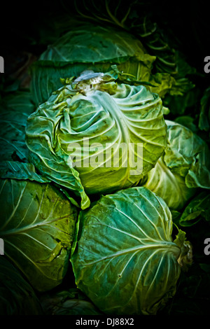 Cabbage, Brassica oleracea var. capitata Stock Photo