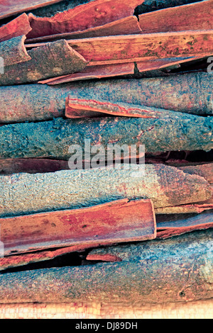 True cinnamon comes from the inner bark of a tree called Cinnamomum verum Stock Photo
