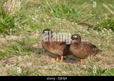 Two Laysan Ducks, male (on left) and female, critically endangered species.  Anas laysanensis Stock Photo