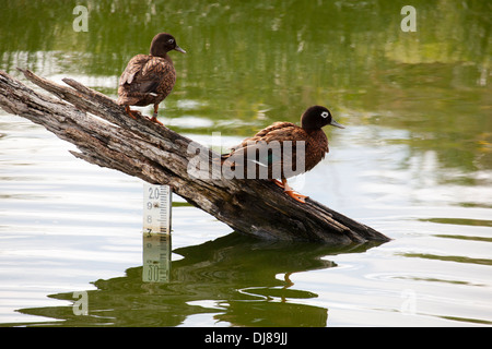 Water depth gauge in pond created for translocated population of Laysan Ducks (Anas laysanensis) managed by USFWS Stock Photo